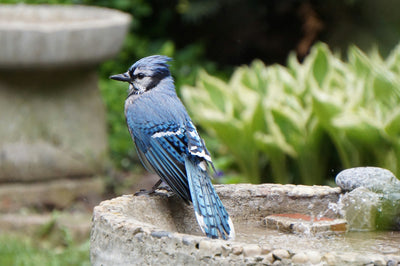 Blue Jays and Bird Feeders: Why They Scream, Mimic, and Scare Off Others