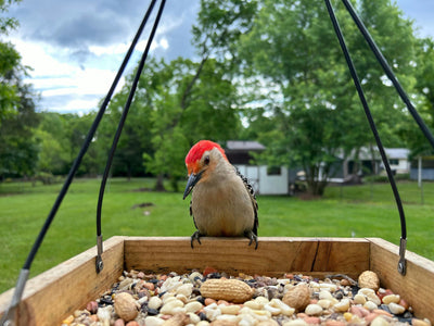 Why Your Bird Feeder Is a Little Quieter in Late Summer (And Why That’s Perfectly Normal!)