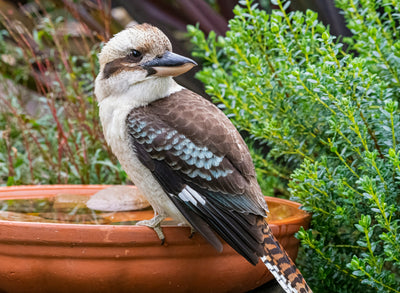 Beating the Heat: Lessons from a Long Summer for a Better Bird Bath in yard