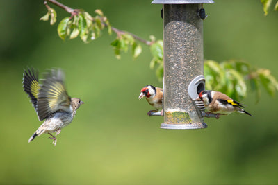 Basic backyard bird feeder guide