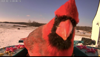 Red cardinal bird in front of a snowy landscape with a camera viewfinder.