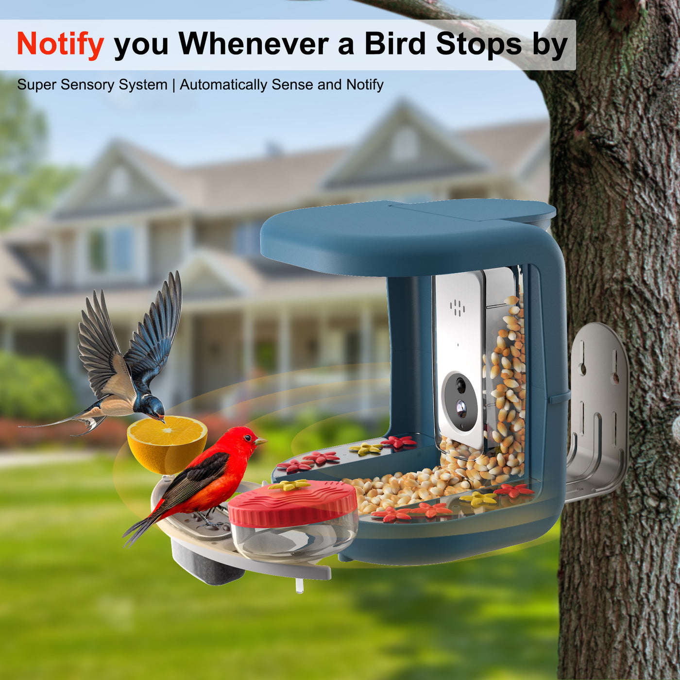 AI bird feeder camera