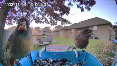 birds capture by smart bird feeder camera