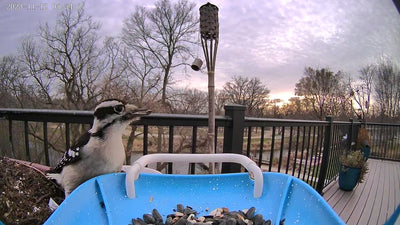 bird snap by bird feeder camera