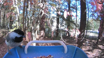 smart bird feeder